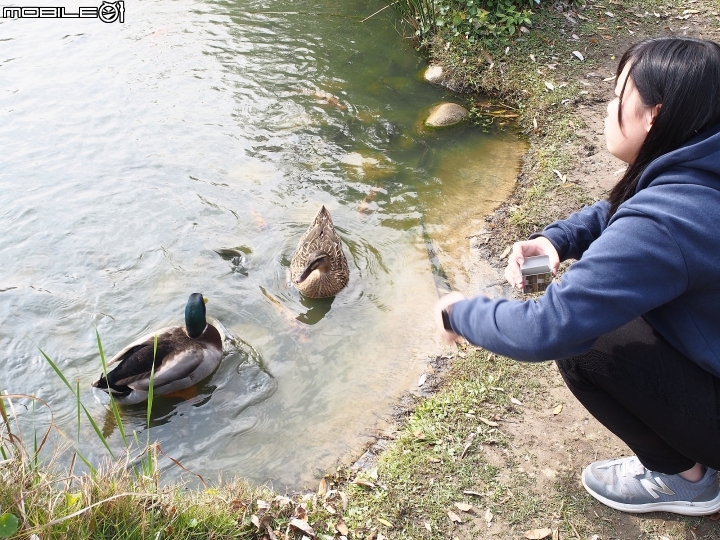 彰化 溪湖 溪湖糖廠 — 糖鐵小火車 ╳ 工業地景 ╳ 生態池的綜合體