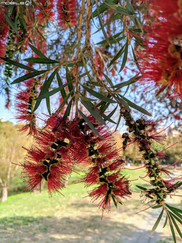 木棉花+紅千層+碗豆 台南市東區巴克禮公園 02/17