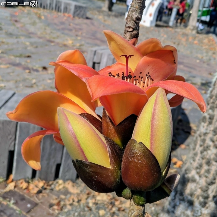 木棉花道初開 台南市白河區林初埤02/09