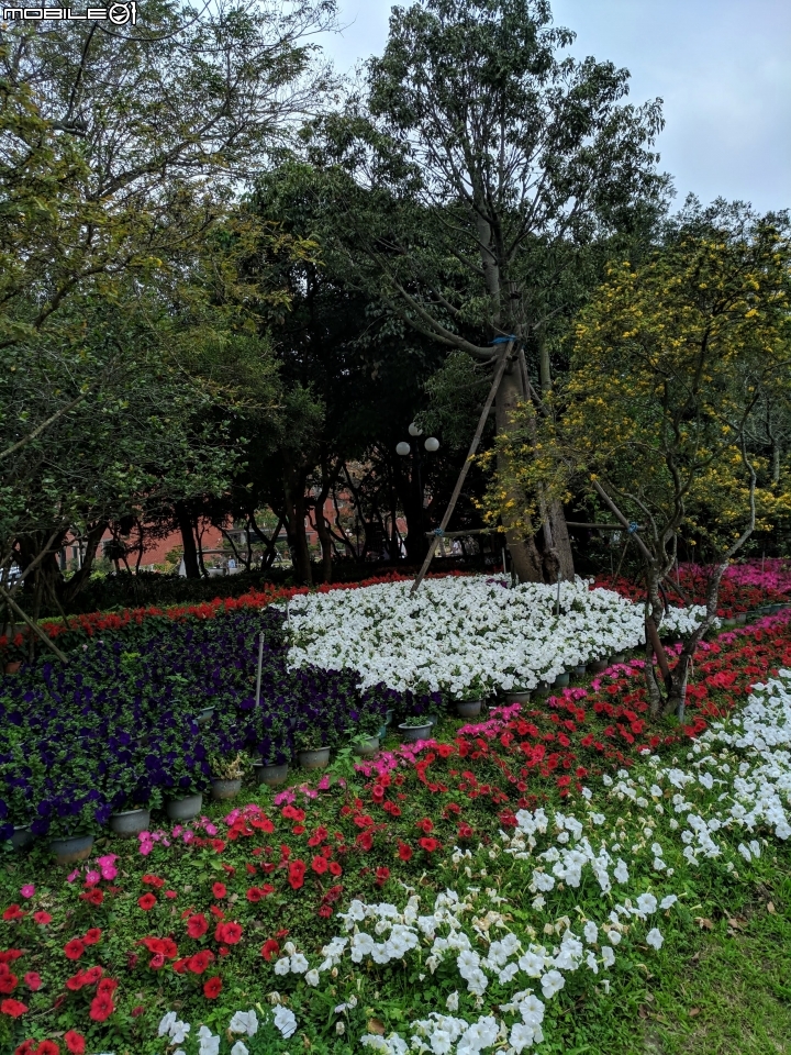 鬱金香+茶花.... 台南市柳營區南元花園休閒農場 02/04