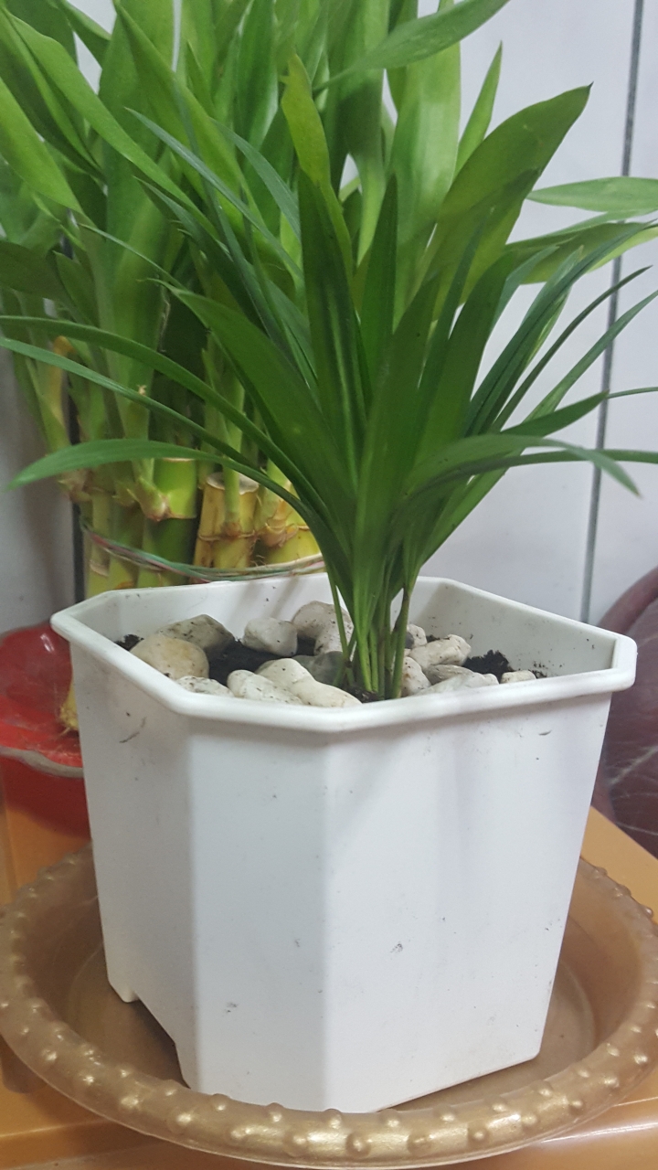 請問這是黃金葛嗎??