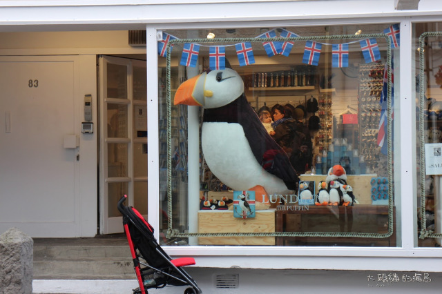 [大頭貓的海島] 冰島 海鸚鵡 Puffin