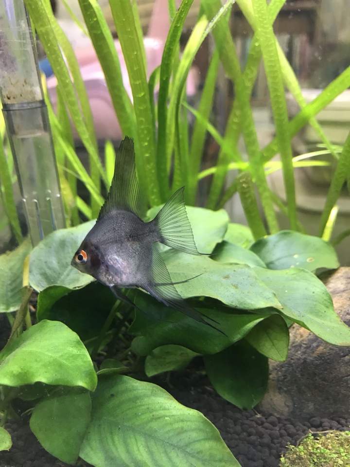 神仙魚公母