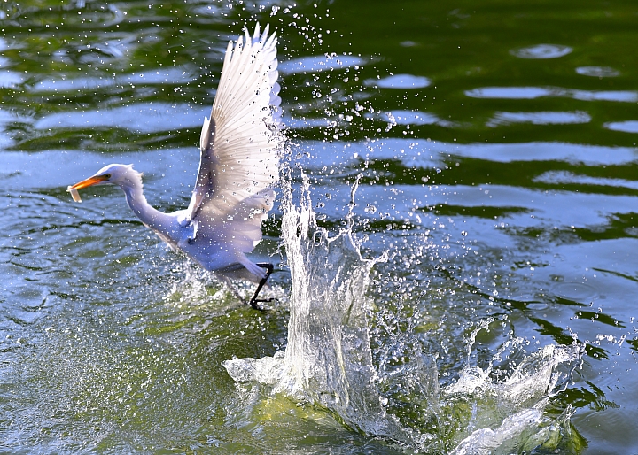 D850+105mm首拍連續追焦拍飛羽，祝大家新年快樂、年年有"魚"！