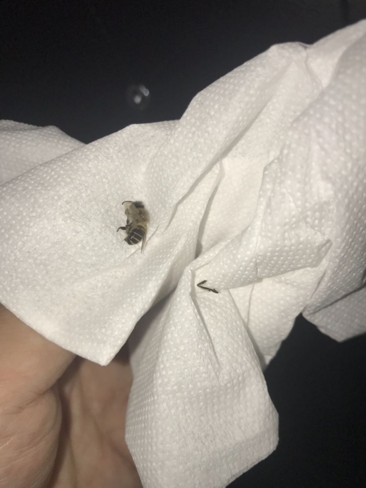請問這是蜜蜂嗎？