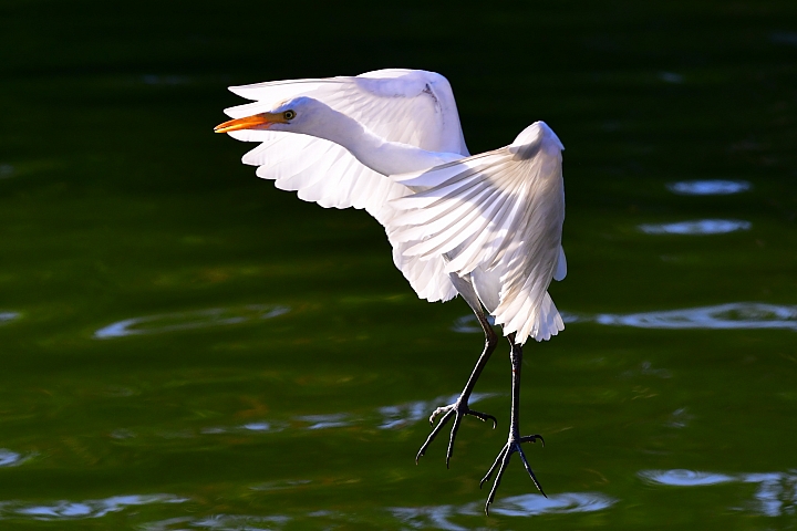 D850+105mm首拍連續追焦拍飛羽，祝大家新年快樂、年年有"魚"！