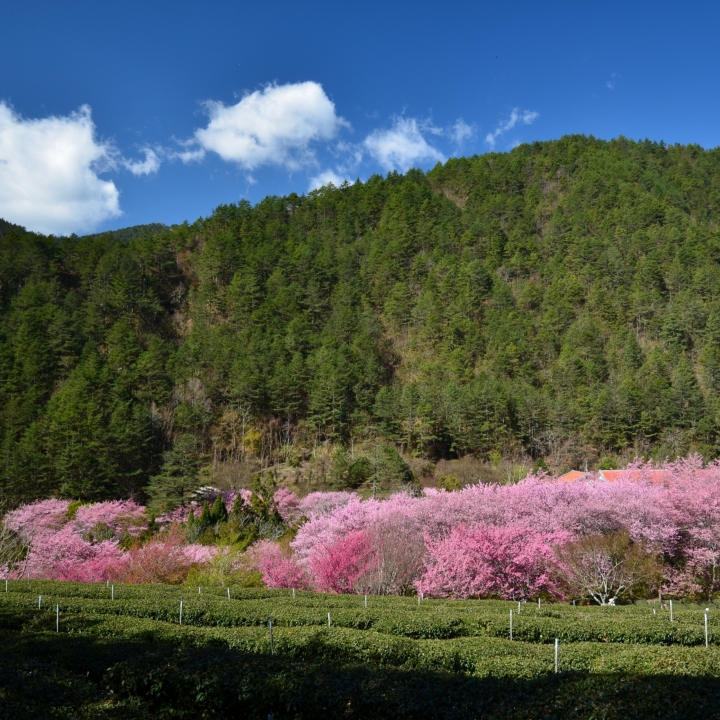 紅香泡湯 福壽露營 武陵賞花 2019-2-18~20