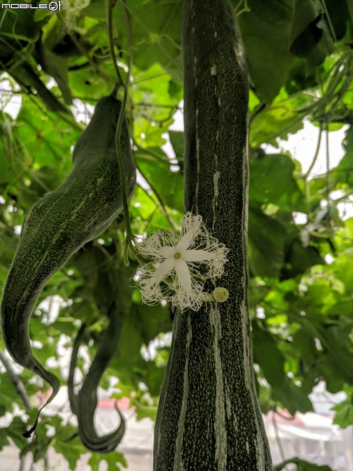 熱帶農業博覽會 屏東縣長治鄉德和路 02/05