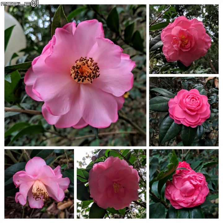 鬱金香+茶花.... 台南市柳營區南元花園休閒農場 02/04