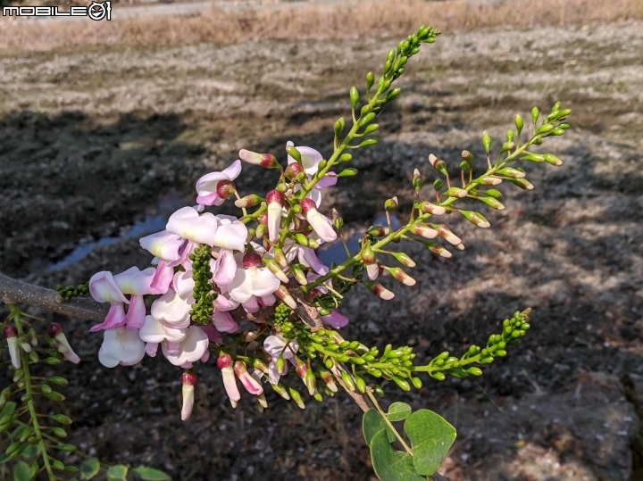 木棉花道初開 台南市白河區林初埤02/09