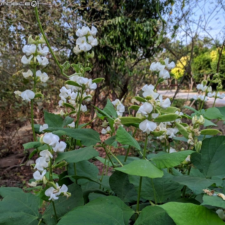 木棉花+紅千層+碗豆 台南市東區巴克禮公園 02/17