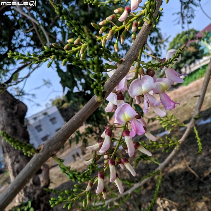 木棉花道初開 台南市白河區林初埤02/09
