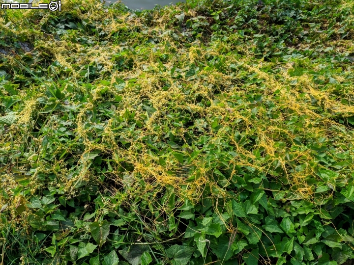 木棉花+紅千層+碗豆 台南市東區巴克禮公園 02/17