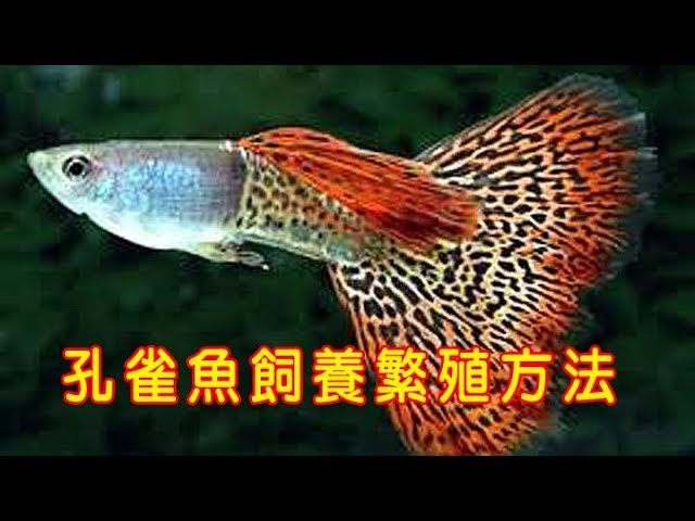 孔雀魚飼養繁殖方法 Guppy feeding