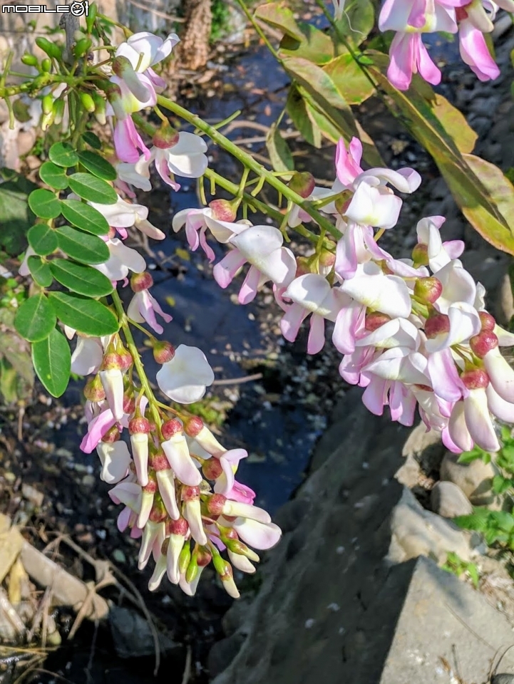 木棉花道初開 台南市白河區林初埤02/09
