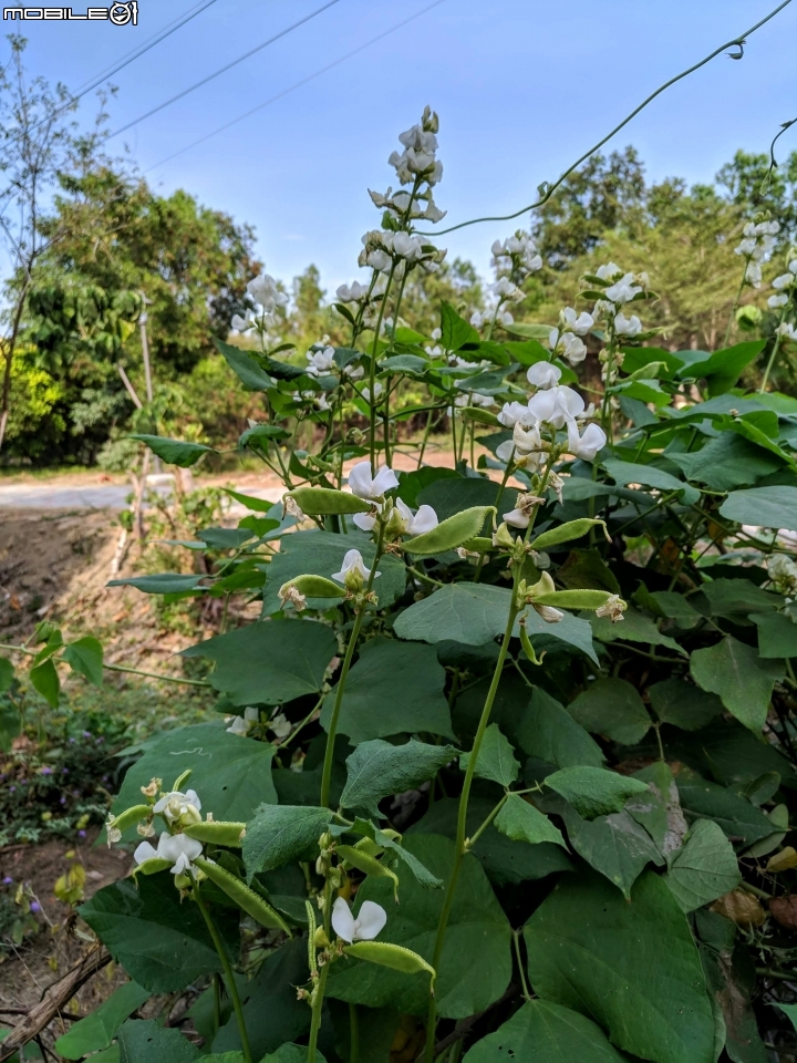 木棉花+紅千層+碗豆 台南市東區巴克禮公園 02/17