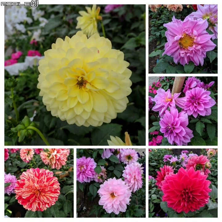 鬱金香+茶花.... 台南市柳營區南元花園休閒農場 02/04