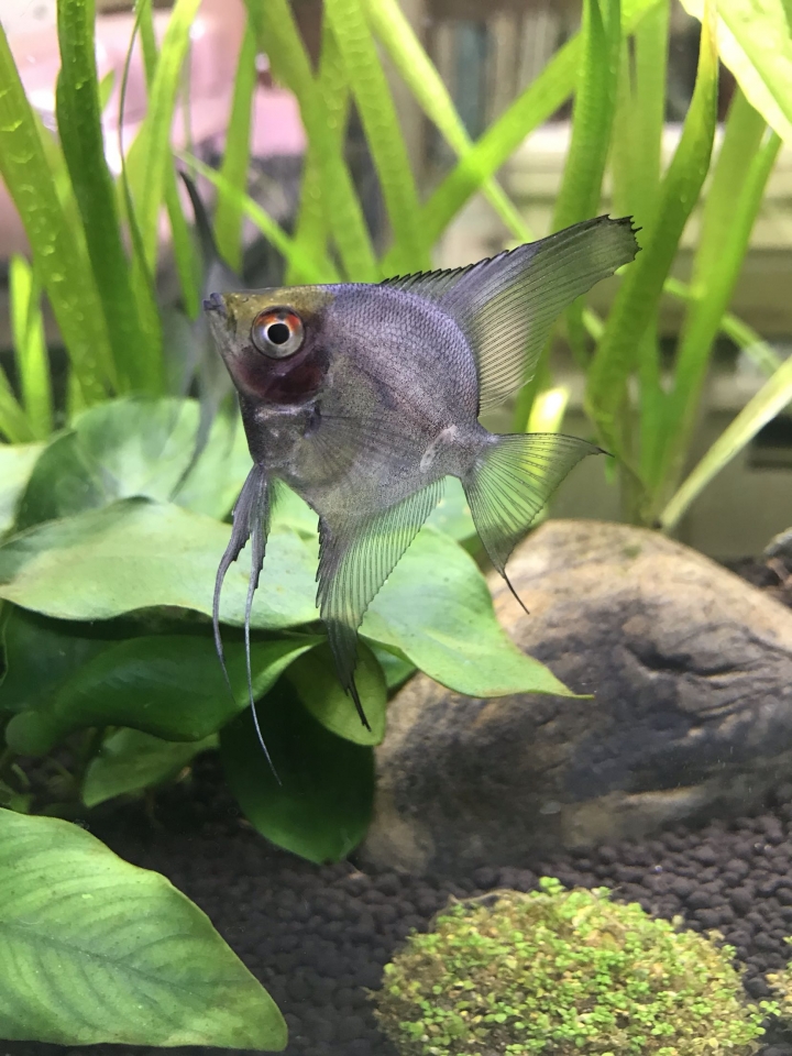 神仙魚公母