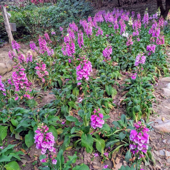 鬱金香+茶花.... 台南市柳營區南元花園休閒農場 02/04