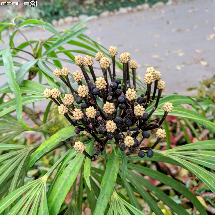 鬱金香+茶花.... 台南市柳營區南元花園休閒農場 02/04