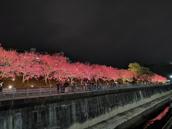 陽明山平菁街與東湖樂活公園櫻花