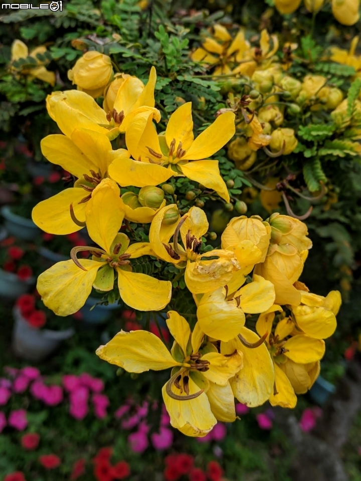 鬱金香+茶花.... 台南市柳營區南元花園休閒農場 02/04