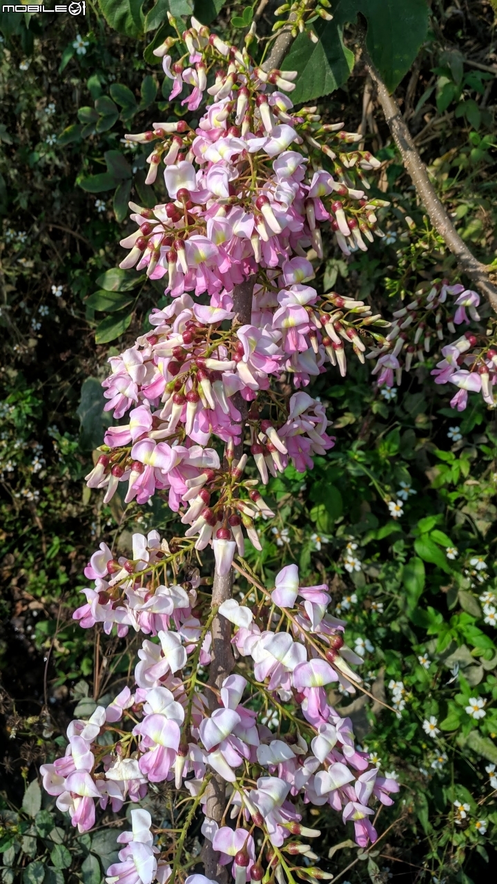 木棉花道初開 台南市白河區林初埤02/09
