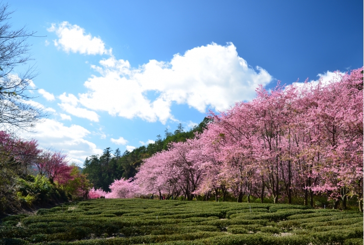 紅香泡湯 福壽露營 武陵賞花 2019-2-18~20