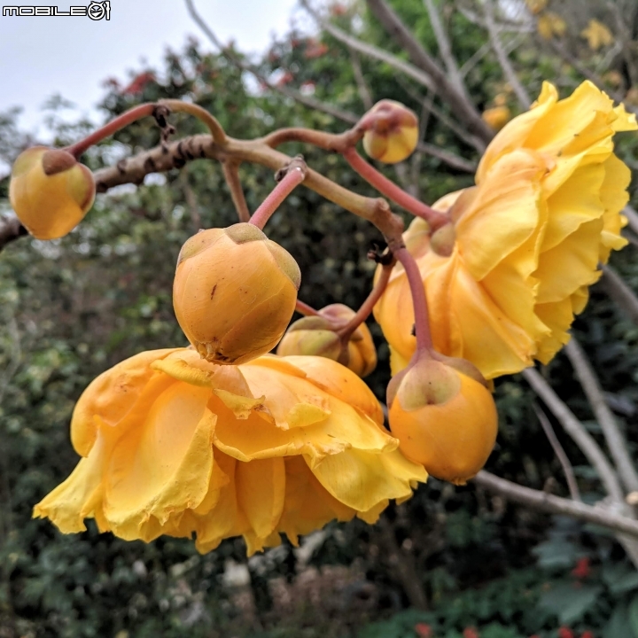 鬱金香+茶花.... 台南市柳營區南元花園休閒農場 02/04