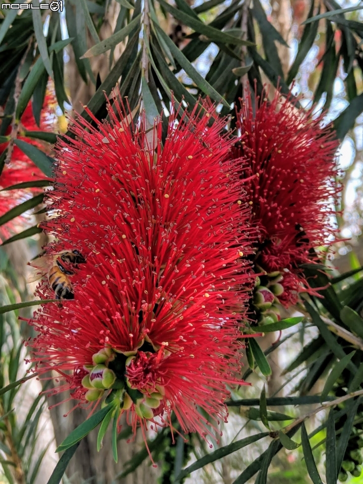 木棉花+紅千層+碗豆 台南市東區巴克禮公園 02/17