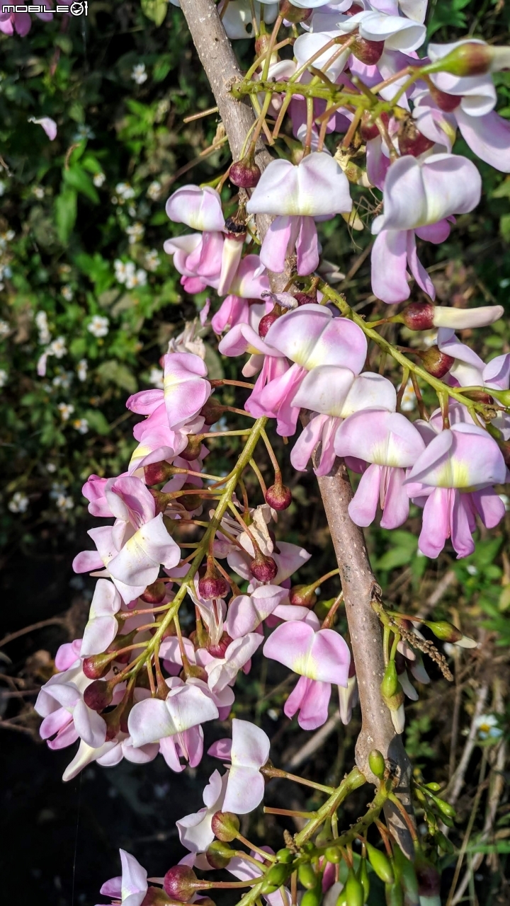 木棉花道初開 台南市白河區林初埤02/09