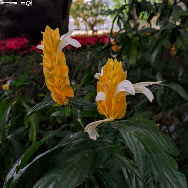 鬱金香+茶花.... 台南市柳營區南元花園休閒農場 02/04