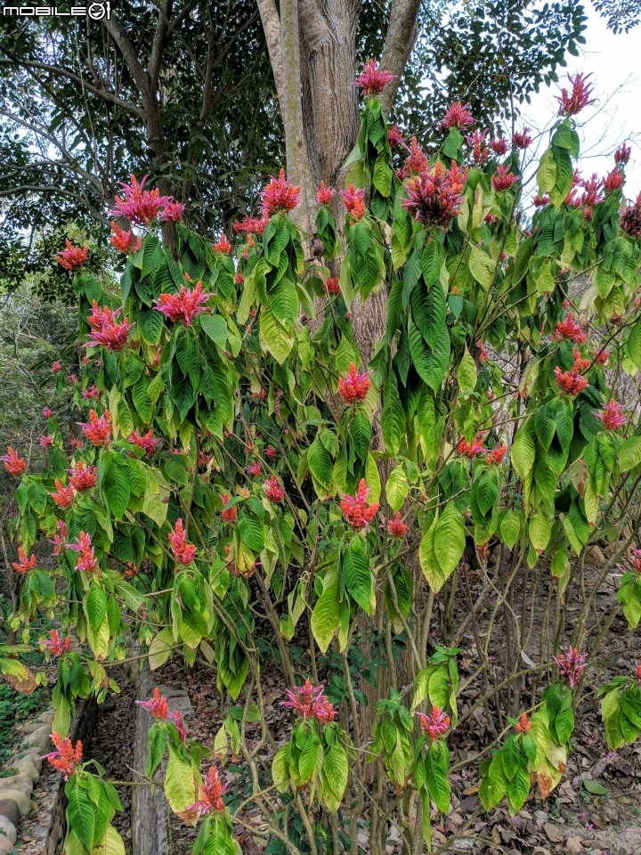 鬱金香+茶花.... 台南市柳營區南元花園休閒農場 02/04