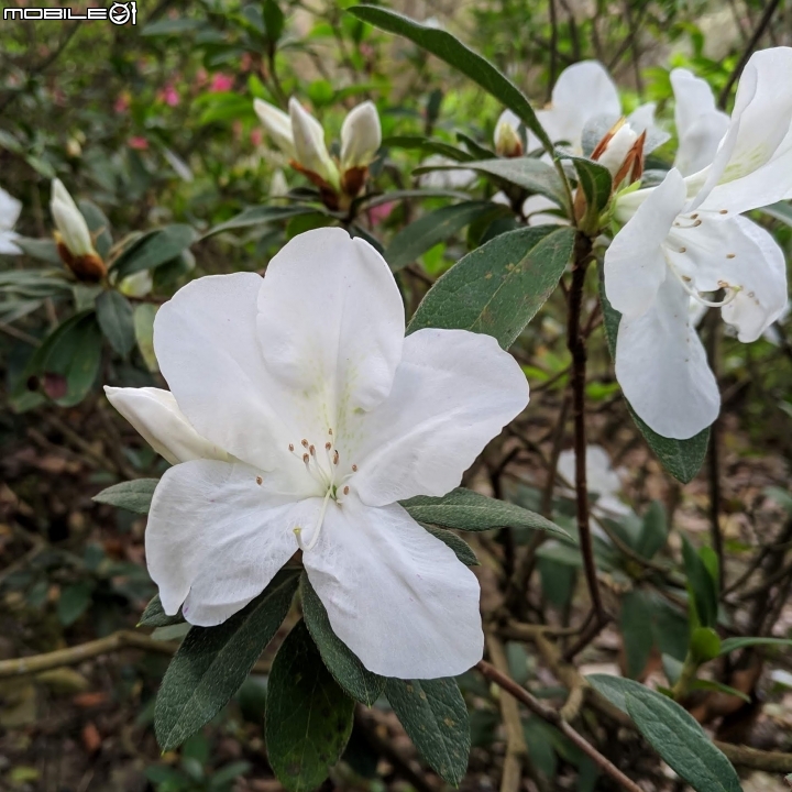 鬱金香+茶花.... 台南市柳營區南元花園休閒農場 02/04
