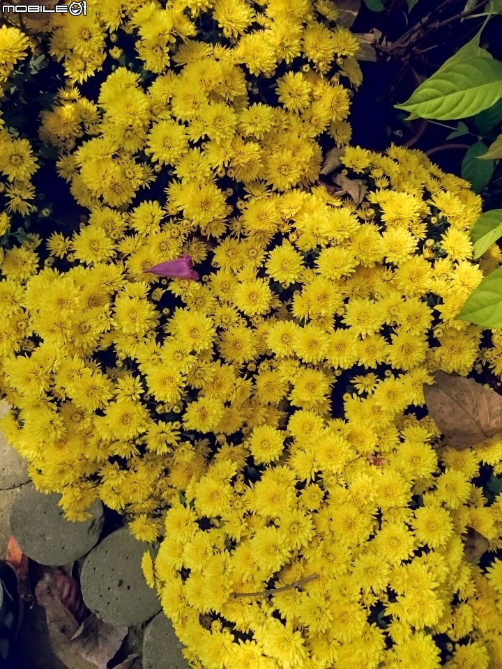 鬱金香+茶花.... 台南市柳營區南元花園休閒農場 02/04