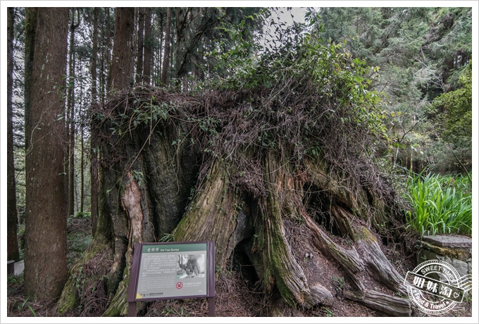 阿里山森林遊樂區之三