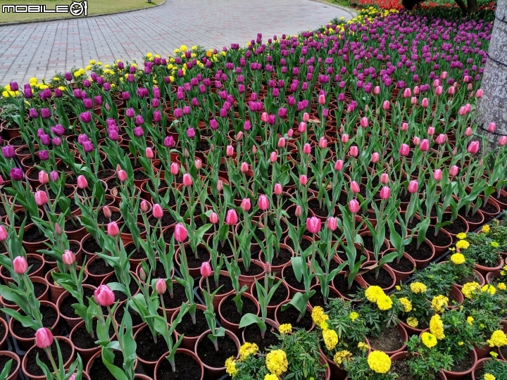 鬱金香+茶花.... 台南市柳營區南元花園休閒農場 02/04