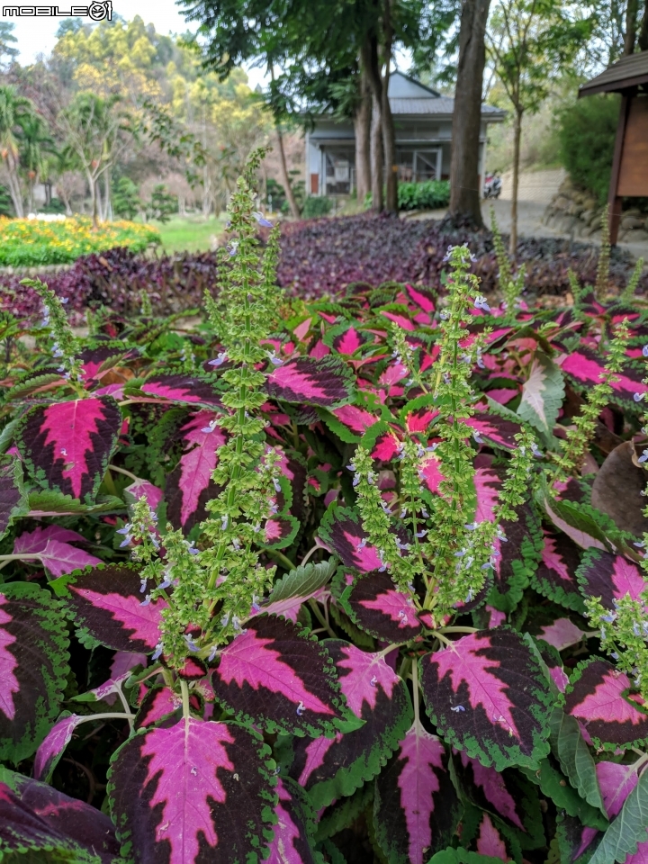 鬱金香+茶花.... 台南市柳營區南元花園休閒農場 02/04