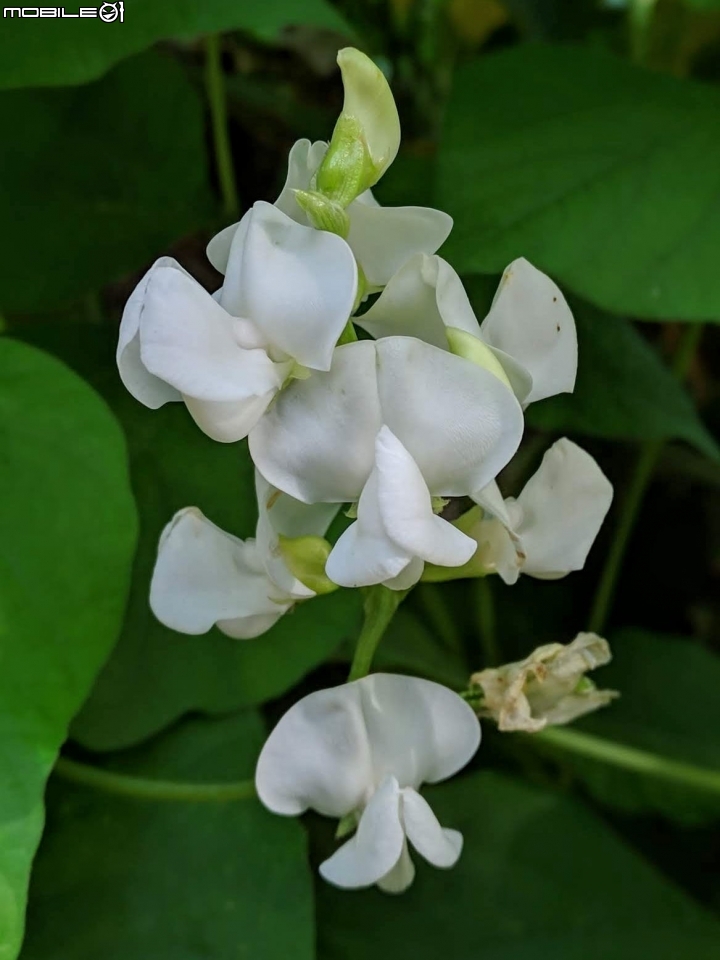 木棉花+紅千層+碗豆 台南市東區巴克禮公園 02/17