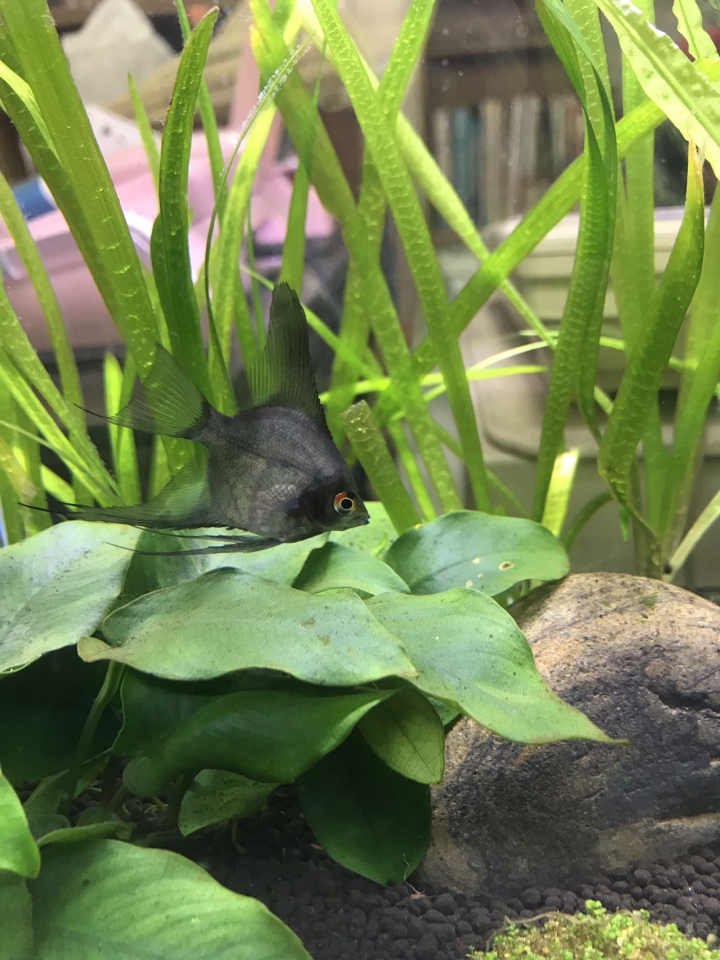 神仙魚公母