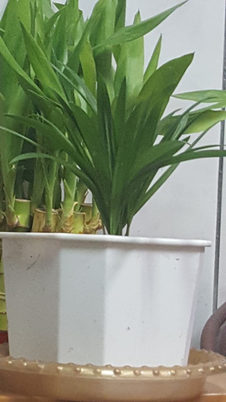請問這是黃金葛嗎??