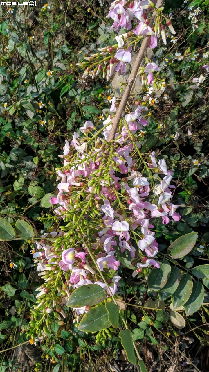 木棉花道初開 台南市白河區林初埤02/09