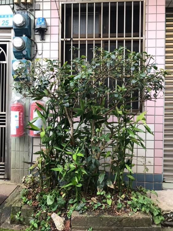 家門口有桂花樹怎麼辦
