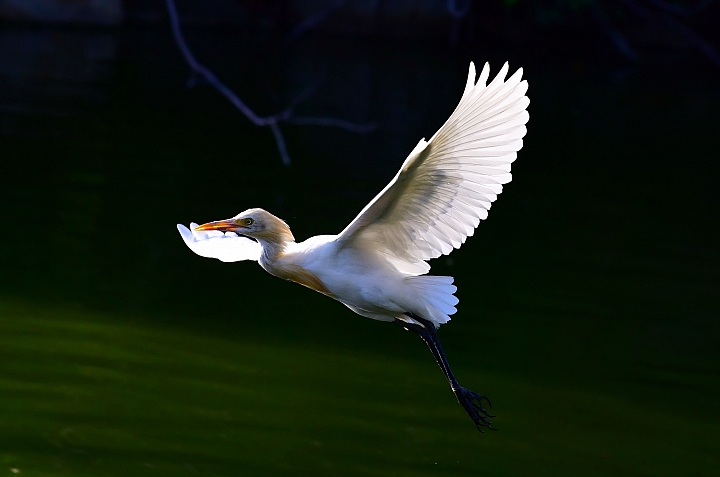 D850+105mm首拍連續追焦拍飛羽，祝大家新年快樂、年年有"魚"！