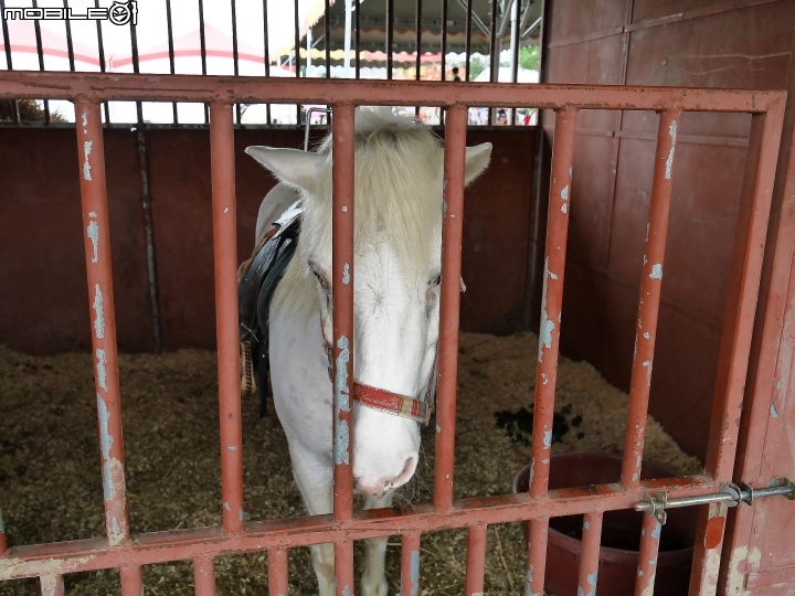 屏東 長治 2019屏東熱帶農業博覽會 — 新年走春好去處