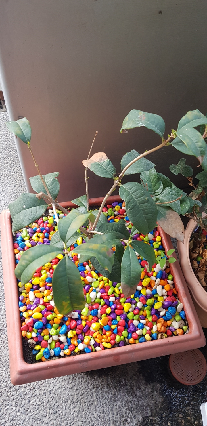 桂花長得不健康