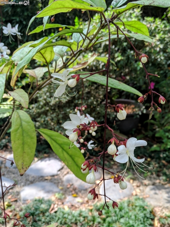 鬱金香+茶花.... 台南市柳營區南元花園休閒農場 02/04