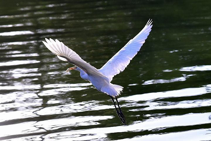 D850+105mm首拍連續追焦拍飛羽，祝大家新年快樂、年年有"魚"！