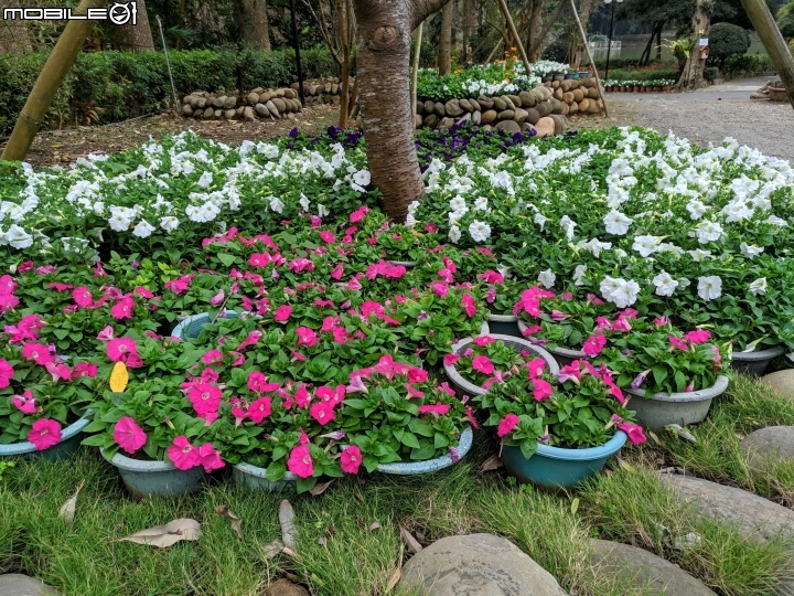鬱金香+茶花.... 台南市柳營區南元花園休閒農場 02/04