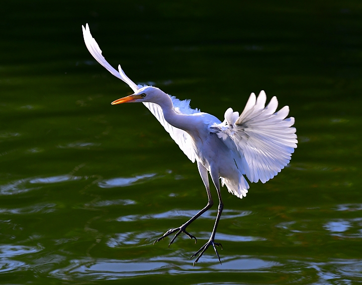 D850+105mm首拍連續追焦拍飛羽，祝大家新年快樂、年年有"魚"！